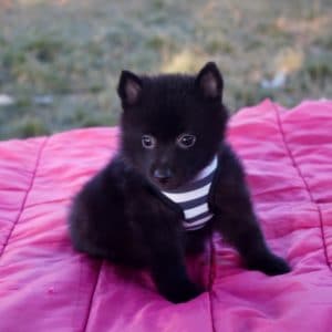 Chiot schipperke