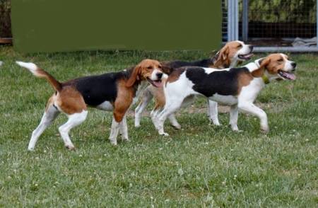 Chiens Beagles